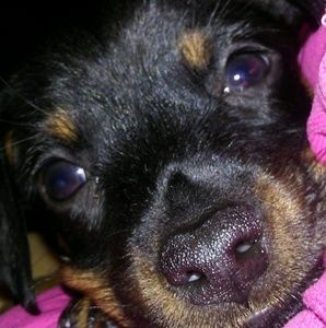 Meet your Posher, Silveeya